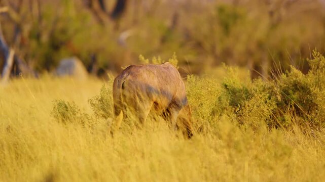 Two Red Hartebeests (Alcelaphus buselaphus caama) Looking at the camera in Khwai Moremi Game Reserve of South africa.