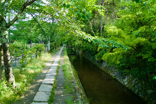 Lush green maple trees along the historic canal path in Kyoto, serene summer landscape at Philosopher's Walk