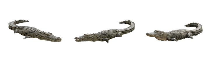 Fototapeta premium Wild Alligator Crocodile Large Predatory Reptile Dangerous Swamp Wildlife Animal Tropical Zoology Creature PN