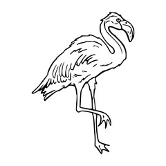 Obraz premium vintage style sketch of a flamingo standing on one leg