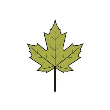 Simple illustration of a single green maple leaf with distinct lobes and veins on a white background.