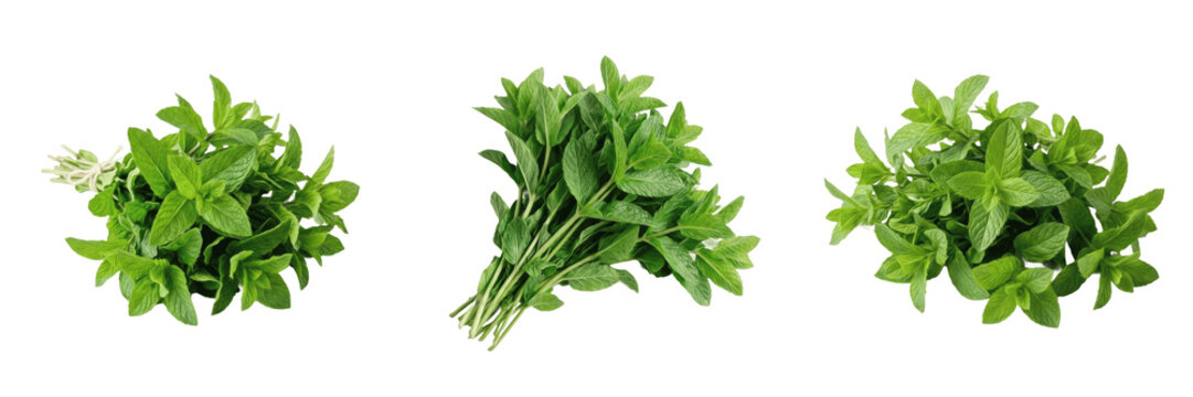 Fresh Green Mint Leaves Bunch PNG, Peppermint, Herbal Garnish, Menthol Plant Isolated on Transparent Background for Mojito and Tea.