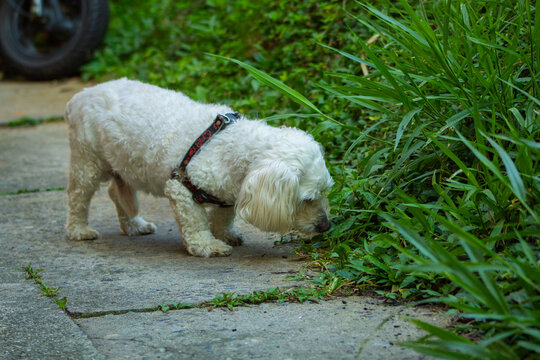 This image shows a 17-year-old white French poodle with its leash taking its walk, sniffing the grass, and doing its business.