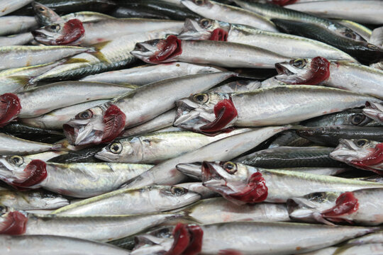 Fresh fish piled on a market stall by the ocean