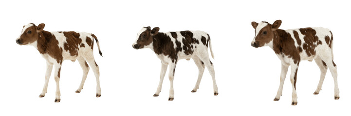 Adorable Baby Calf Cow Standing PNG, Domestic Farm Animal on Transparent Background, Holstein Calf Livestock PNG Clipart. © eagle