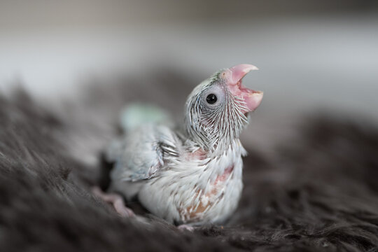 Tiny white parrot parakeet Forpus bird.