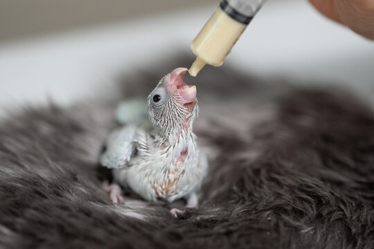 Tiny white parrot parakeet Forpus bird.