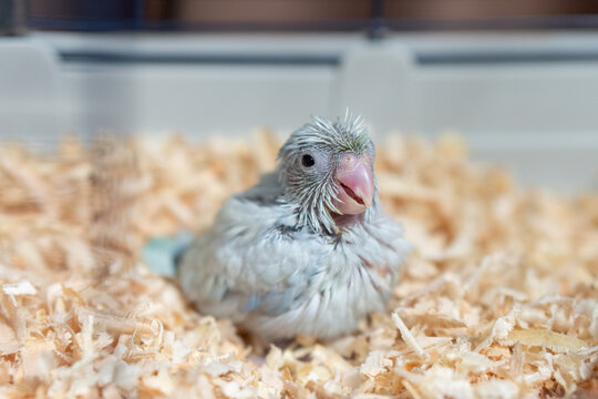 Tiny white parrot parakeet Forpus bird.