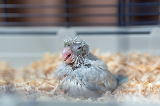 Tiny white parrot parakeet Forpus bird.