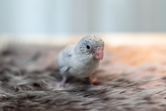 Tiny white parrot parakeet Forpus bird.