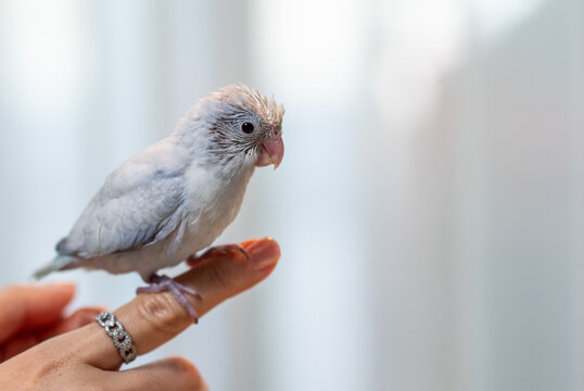 Tiny white parrot parakeet Forpus bird.