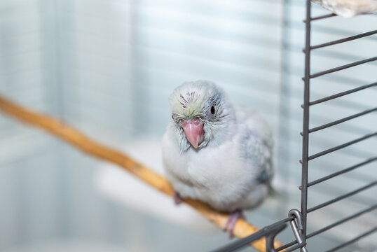 Tiny white parrot parakeet Forpus bird.