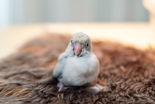 Tiny white parrot parakeet Forpus bird.