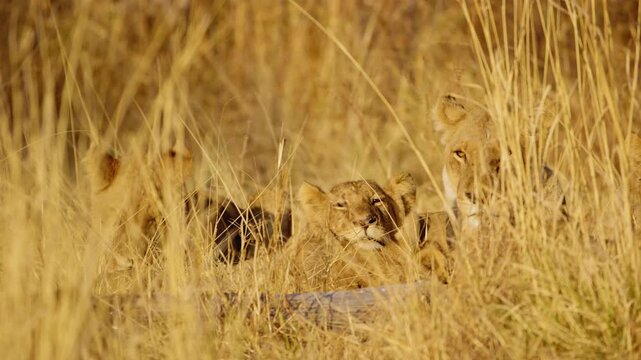 A lion family sleeping in tall grass in Masai Mara National Reserve in kenya.