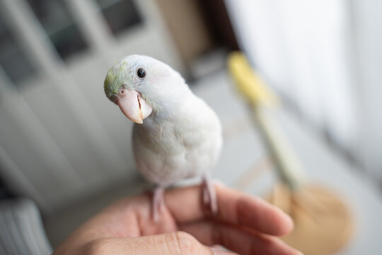 Tiny white parrot parakeet Forpus bird.