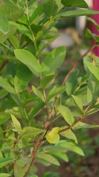 Close up of green guava tree leaves on a branch in a tropical orchard