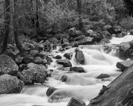 Water flows over rocks in a river surrounded by trees in black and white