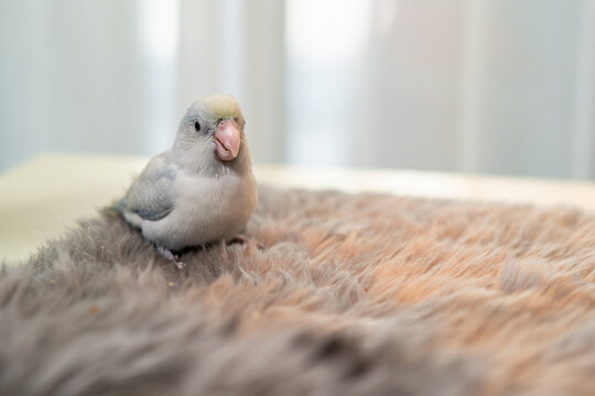 Tiny white parrot parakeet Forpus bird.