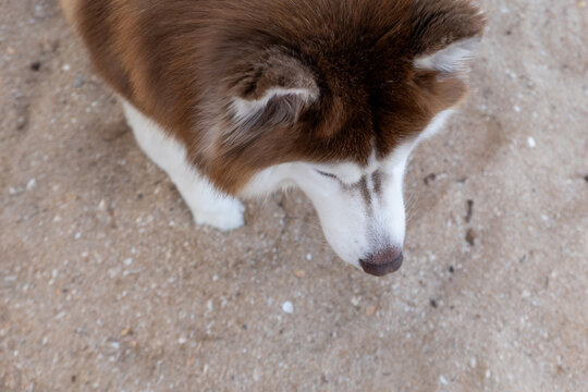 A Siberian Husky on the beach.