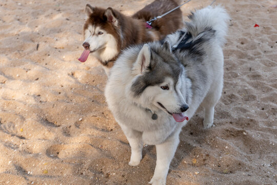 A Siberian Husky on the beach.