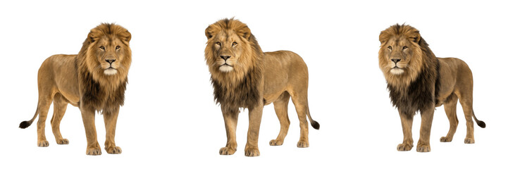Full body male lion walking proud isolated element transparent PNG © muhammad