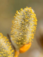 Extreme close-up of a blooming pussy willow catkin with yellow pollen © TANIA
