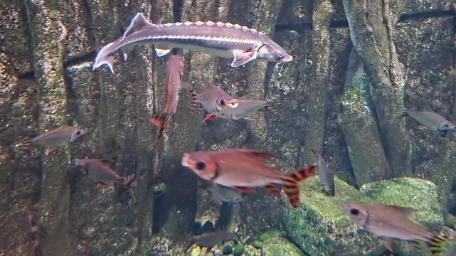 Sturgeon swimming gracefully in an aquarium