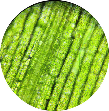 Microscopic View of Plant Cells with Chloroplasts