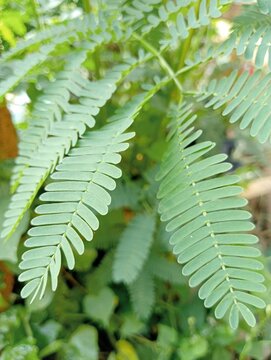 Close-up of fresh green Leucaena leucocephala leaves in the garden