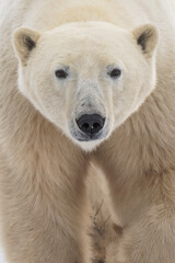 Fototapeta premium White polar bear