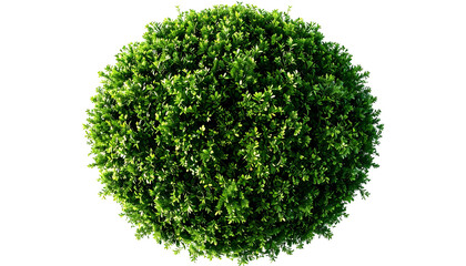 Fototapeta premium Rounded bush, sphere of dense, lush green leaves against black backdrop
