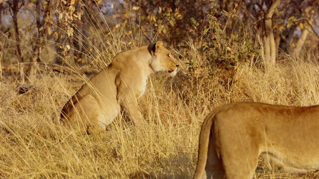 A lions couple resting in tall grass in Masai Mara National Reserve in kenya.