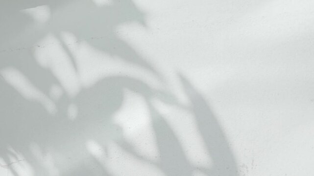 Shadow grey background wall light white overlay abstract plant 4k backdrop mockup minimal summer wallpaper, blur nature spring autumn orange video vintage light branching floral,card holidays.