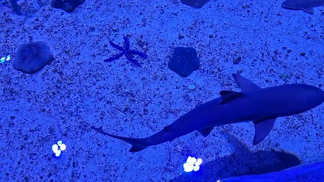 small Blacktip Reef Shark is the main subject, gracefully gliding over a sandy seabed