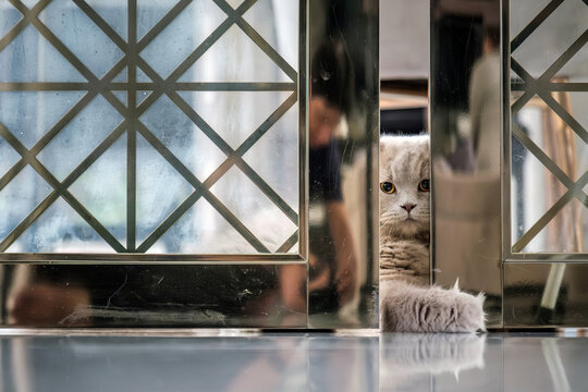 An adorable grey Scottish Fold cat is captured in a curious moment, peeking through a narrow opening of a modern, decorative metal gate.