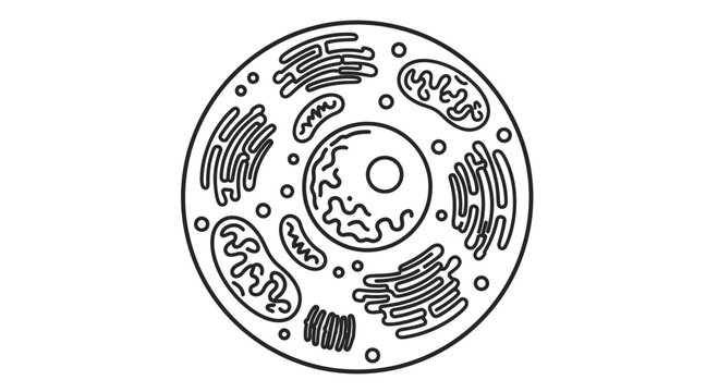Animal Cell Diagram - Scientific Illustration