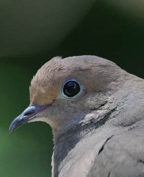 close up of a mourning dove