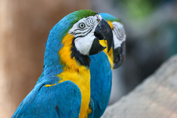 Fototapeta premium Close up head the Blue macaw parrot bird in garden