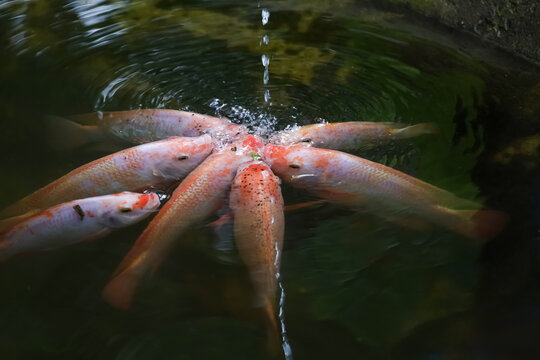 Group Tilapia Fish is eat water in the river