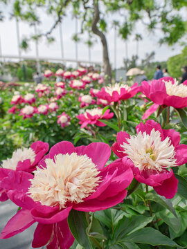初夏の風に揺れる艶やかで気品ある芍薬