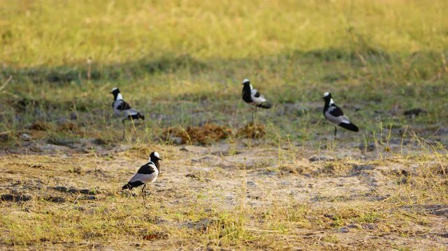 The blacksmith lapwing or blacksmith plover (Vanellus armatus ) is a lapwing species that occurs commonly from Kenya through central Tanzania.