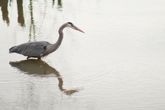 Great blue heron wading in water looking downwards.  Can see the reflection of the bird in the water and also small ripples in the water.