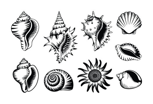 Collection of Black and White of Various Seashells and a Sunflower