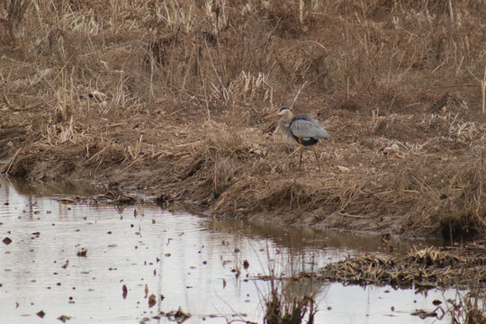 Great blue heron with its feathers fluffed out