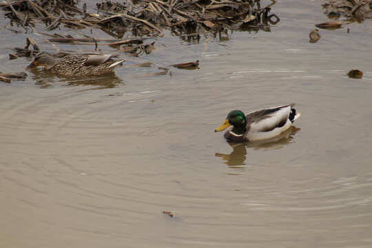 Pair of mallard ducks, one female and one male swimming in a creek water