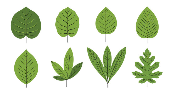 Set of various green leaf shapes and species shown on white background representing botany biology and environmental nature diversity.