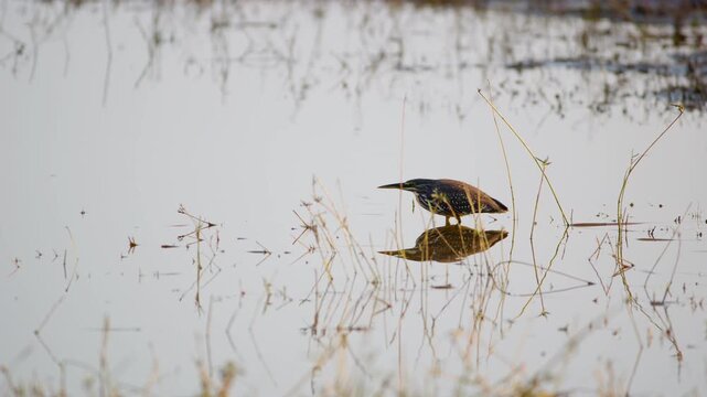 Close up of a striated heron (Butorides striata) also known as mangrove heron in a pond in Khwai Moremi Game Reserve of South africa.