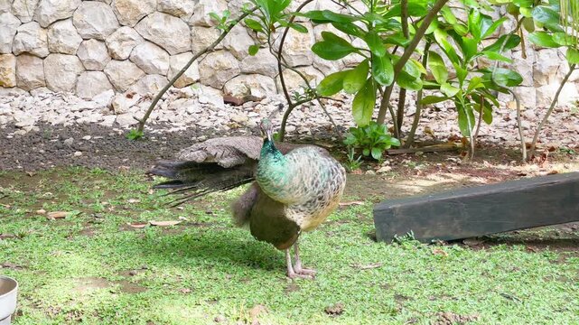 female peafowl preening its feather several times in the garden, peahen cleaning its back feather during the day, wildlife bird routine footage