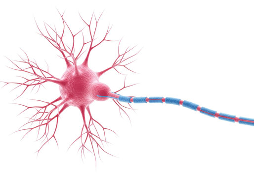 Vibrant pink multipolar neuron, intricate dendritic trees, long axon with segmented translucent light blue myelin sheaths, isolated on white, showcasing biological complexity concept