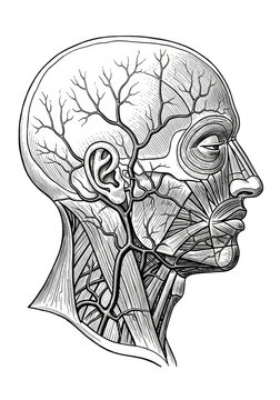 Detailed lateral human head and neck anatomy, showcasing subdermal anatomy in vintage medical engraving style on a white background, scientific study concept